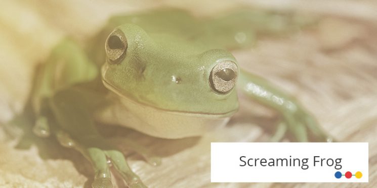 Frontaler Blick auf großen grünen Frosch 